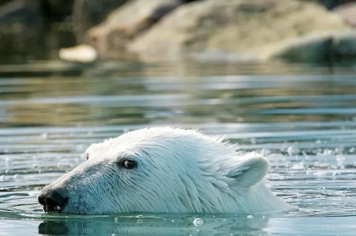 Framed Print : Polar bear (Ursus maritimus), boar swims in an inlet along Sallyhamna (Sally Bay)