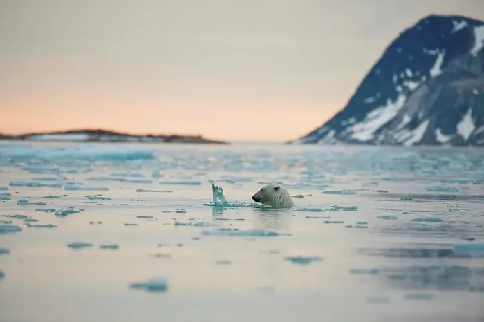 Framed Print : Polar bear (Ursus maritimus), boar swims in waters off Fuglefjorden