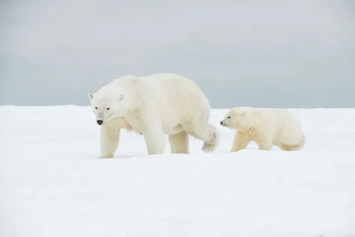 Framed Print : Polar bear (Ursus maritimus), broken-legged sow with a pair of spring cubs along a barrier island during fall freeze up