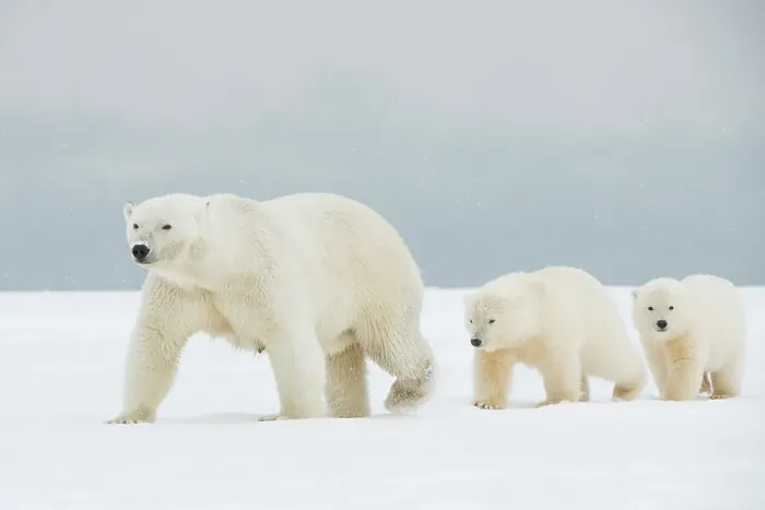 Framed Print : Polar bear (Ursus maritimus), broken-legged sow with a pair of spring cubs along a barrier island during fall freeze up Framed Print : Polar bear (Ursus maritimus), broken-legged sow with a pair of spring cubs along a barrier island during fall freeze up