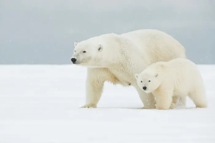 Framed Print : Polar bear (Ursus maritimus), broken-legged sow with a pair of spring cubs along a barrier island during fall freeze up Framed Print : Polar bear (Ursus maritimus), broken-legged sow with a pair of spring cubs along a barrier island during fall freeze up