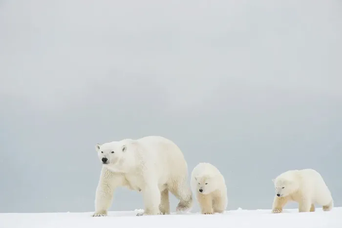 Framed Print : Polar bear (Ursus maritimus), broken-legged sow with a pair of spring cubs along a barrier island during fall freeze up Framed Print : Polar bear (Ursus maritimus), broken-legged sow with a pair of spring cubs along a barrier island during fall freeze up