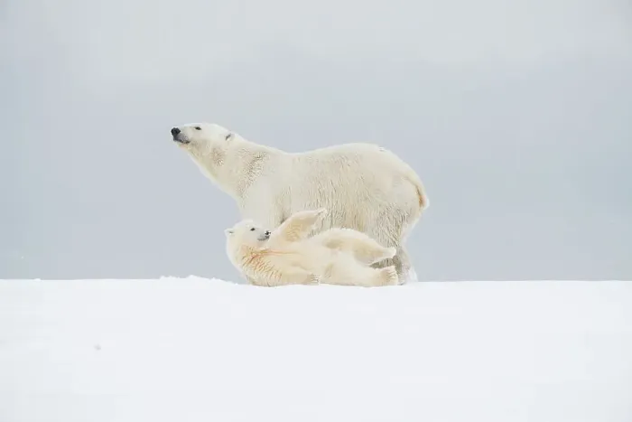 Framed Print : Polar bear (Ursus maritimus), broken-legged sow with a pair of spring cubs along a barrier island during fall freeze up