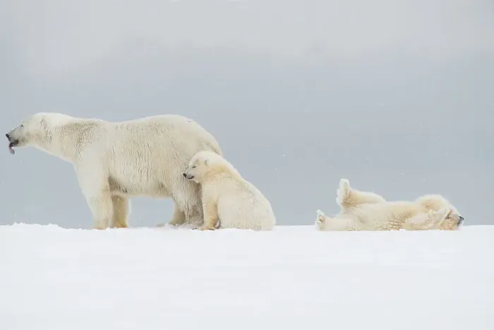 Framed Print : Polar bear (Ursus maritimus), broken-legged sow with a pair of spring cubs along a barrier island during fall freeze up Framed Print : Polar bear (Ursus maritimus), broken-legged sow with a pair of spring cubs along a barrier island during fall freeze up