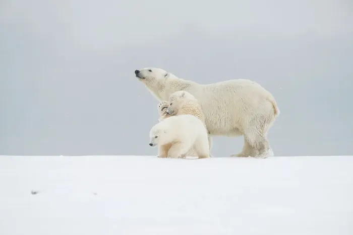 Framed Print : Polar bear (Ursus maritimus), broken-legged sow with a pair of spring cubs along a barrier island during fall freeze up Framed Print : Polar bear (Ursus maritimus), broken-legged sow with a pair of spring cubs along a barrier island during fall freeze up