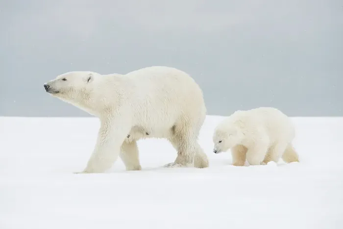 Framed Print : Polar bear (Ursus maritimus), broken-legged sow with a spring cub along a barrier island during fall freeze up