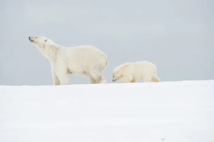 Framed Print : Polar bear (Ursus maritimus), broken-legged sow with a spring cub along a barrier island during fall freeze up Framed Print : Polar bear (Ursus maritimus), broken-legged sow with a spring cub along a barrier island during fall freeze up