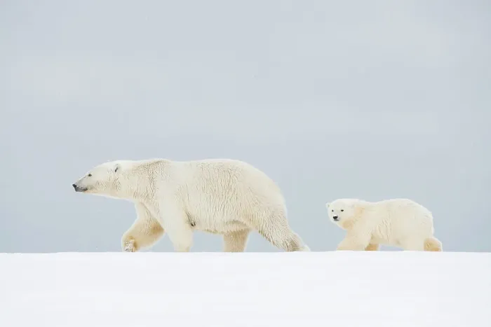 Framed Print : Polar bear (Ursus maritimus), broken-legged sow with a spring cub along a barrier island during fall freeze up Framed Print : Polar bear (Ursus maritimus), broken-legged sow with a spring cub along a barrier island during fall freeze up
