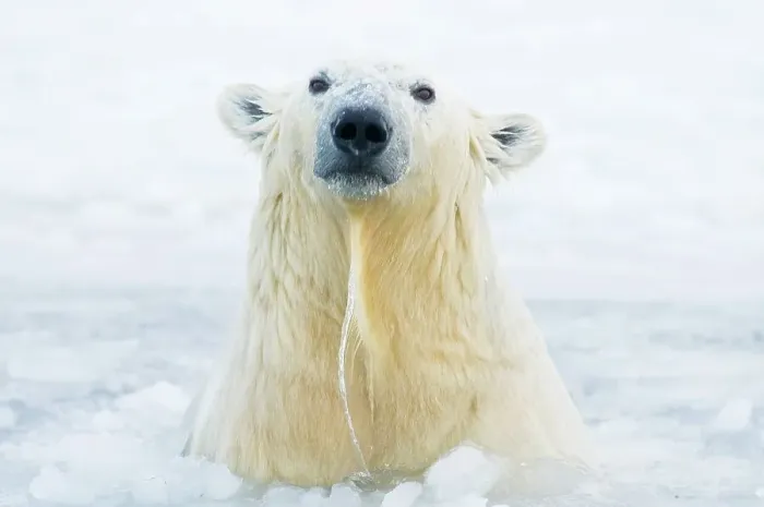 Framed Print : Polar bear (Ursus maritimus) cub emerging from newly forming pack ice during fall freeze up