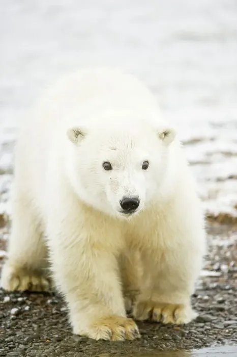 Framed Print : Polar bear (Ursus maritimus) cub walking on barrier island Framed Print : Polar bear (Ursus maritimus) cub walking on barrier island