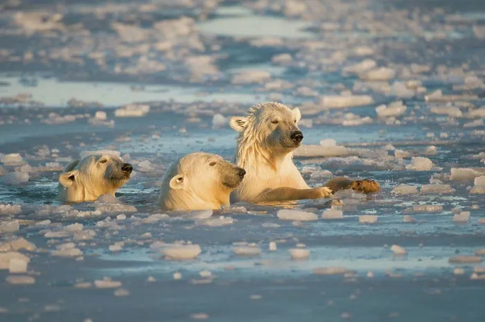 Framed Print : Polar bear (Ursus maritimus) cubs swimming through slushy newly forming pack ice during fall freeze up Framed Print : Polar bear (Ursus maritimus) cubs swimming through slushy newly forming pack ice during fall freeze up