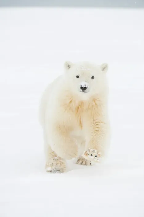 Framed Print : Polar bear (Ursus maritimus), curious spring cub approaches along a barrier island during fall freeze up Framed Print : Polar bear (Ursus maritimus), curious spring cub approaches along a barrier island during fall freeze up