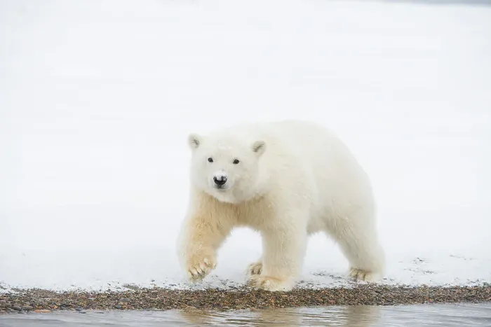 Framed Print : Polar bear (Ursus maritimus), curious spring cub approaches along a barrier island during fall freeze up