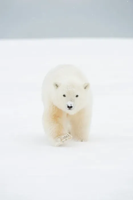 Framed Print : Polar bear (Ursus maritimus), curious spring cub approaches along a barrier island during fall freeze up Framed Print : Polar bear (Ursus maritimus), curious spring cub approaches along a barrier island during fall freeze up