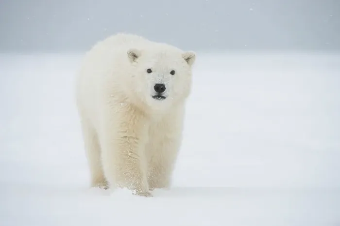Framed Print : Polar bear (Ursus maritimus), curious spring cub approaches along a barrier island during fall freeze up Framed Print : Polar bear (Ursus maritimus), curious spring cub approaches along a barrier island during fall freeze up