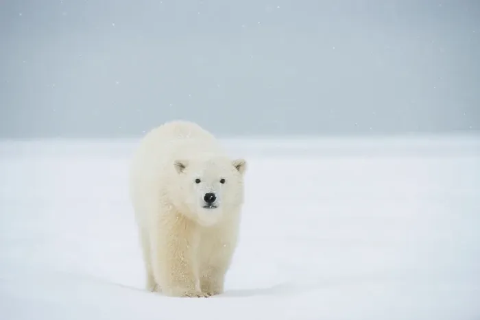 Framed Print : Polar bear (Ursus maritimus), curious spring cub approaches along a barrier island during fall freeze up
