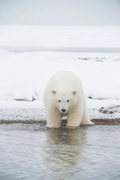 Framed Print : Polar bear (Ursus maritimus), curious spring cub rest along a barrier island during fall freeze up Framed Print : Polar bear (Ursus maritimus), curious spring cub rest along a barrier island during fall freeze up
