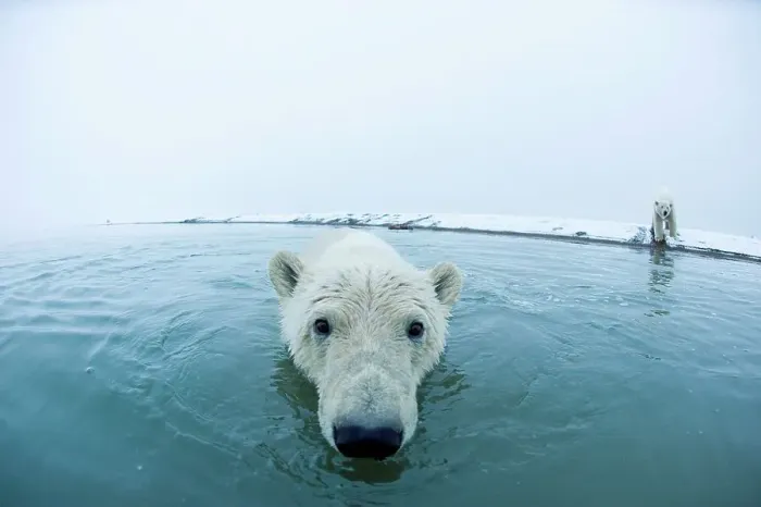 Framed Print : polar bear, Ursus maritimus, curious young bear along Bernard Spit