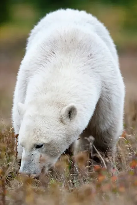 Framed Print : Polar bear (Ursus maritimus) grazing in tundra vegetation