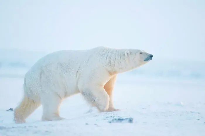 Framed Print : polar bear, Ursus maritimus, large boar walks along the coast during fall freeze up Framed Print : polar bear, Ursus maritimus, large boar walks along the coast during fall freeze up