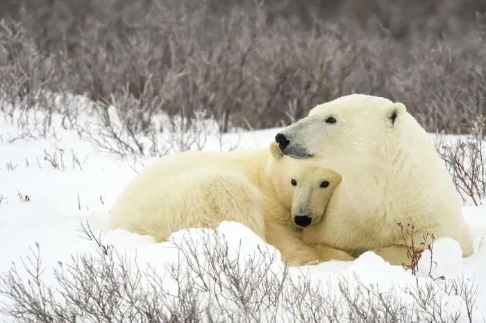 Framed Print : Polar Bear (Ursus maritimus) Mother and yearling cub resting along the Hudson Bay coast Framed Print : Polar Bear (Ursus maritimus) Mother and yearling cub resting along the Hudson Bay coast