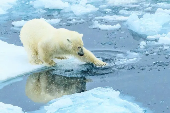 Framed Print : Polar Bear (Ursus maritimus) on the pack ice, Arctic Ocean, Hinlopen Strait, Svalbard, Norway