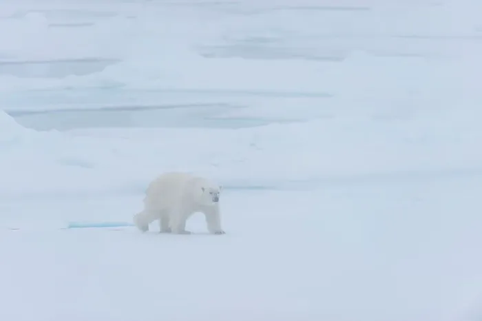 Framed Print : A polar bear (Ursus maritimus) on the pack ice in fog north of Svalbard, Norway