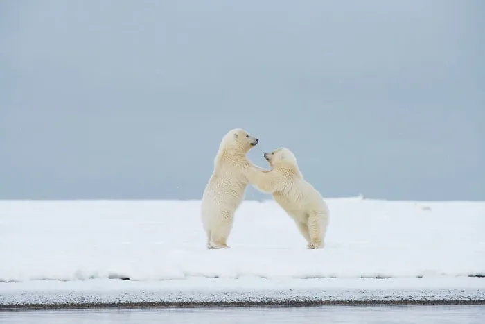Framed Print : Polar bear (Ursus maritimus), pai of spring cubs playing along a barrier island during fall freeze up Framed Print : Polar bear (Ursus maritimus), pai of spring cubs playing along a barrier island during fall freeze up
