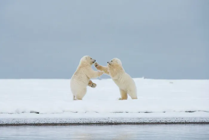 Framed Print : Polar bear (Ursus maritimus), pai of spring cubs playing along a barrier island during fall freeze up Framed Print : Polar bear (Ursus maritimus), pai of spring cubs playing along a barrier island during fall freeze up
