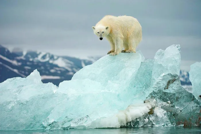 Framed Print : Polar bear (Ursus maritimus), perches atop a melting glacial ice floe along Woodfjorden