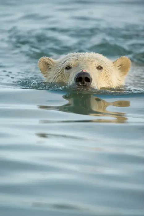 Framed Print : polar bear, Ursus maritimus, profile of a cub in the water as it waits for fall freeze up Framed Print : polar bear, Ursus maritimus, profile of a cub in the water as it waits for fall freeze up