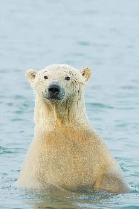 Framed Print : polar bear, Ursus maritimus, profile of a young bear in the water along the coast Framed Print : polar bear, Ursus maritimus, profile of a young bear in the water along the coast