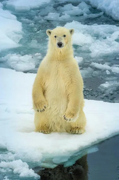 Framed Print : Polar bear (Ursus maritimus) sitting up on pack ice, Svalbard, Norway Framed Print : Polar bear (Ursus maritimus) sitting up on pack ice, Svalbard, Norway