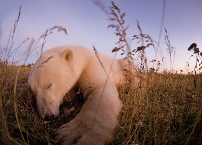 Framed Print : Polar bear (Ursus maritimus) sleeping in tundra vegetation Framed Print : Polar bear (Ursus maritimus) sleeping in tundra vegetation