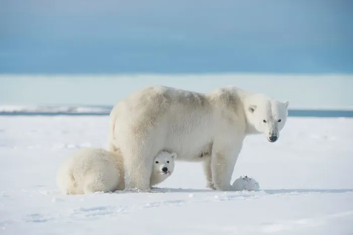Framed Print : Polar bear (Ursus maritimus), sow with cub rest along a barrier island during fall freeze up Framed Print : Polar bear (Ursus maritimus), sow with cub rest along a barrier island during fall freeze up