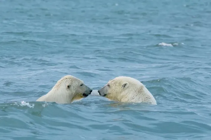 Framed Print : Polar bear (Ursus maritimus) sow with cub swimming in the Beaufort Sea Framed Print : Polar bear (Ursus maritimus) sow with cub swimming in the Beaufort Sea