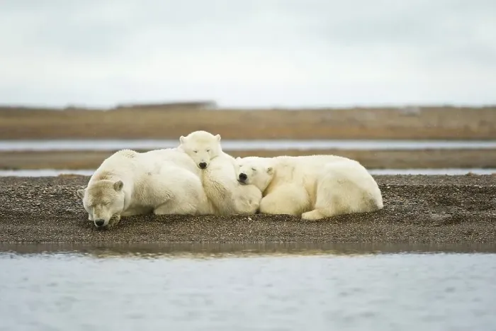 Framed Print : Polar bear (Ursus maritimus) sow with cubs resting on barrier island Framed Print : Polar bear (Ursus maritimus) sow with cubs resting on barrier island