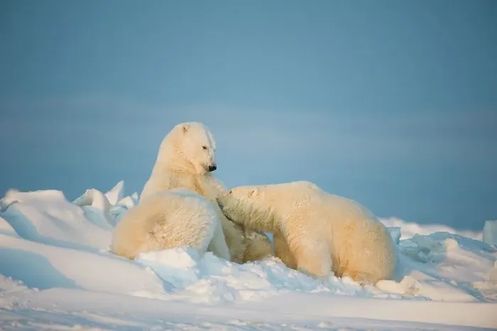 Framed Print : Polar bear (Ursus maritimus) sow nursing her cubs on the newly frozen pack ice Framed Print : Polar bear (Ursus maritimus) sow nursing her cubs on the newly frozen pack ice