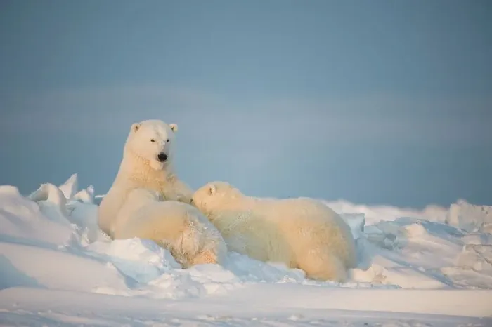 Framed Print : Polar bear (Ursus maritimus) sow nursing her cubs on the newly frozen pack ice Framed Print : Polar bear (Ursus maritimus) sow nursing her cubs on the newly frozen pack ice