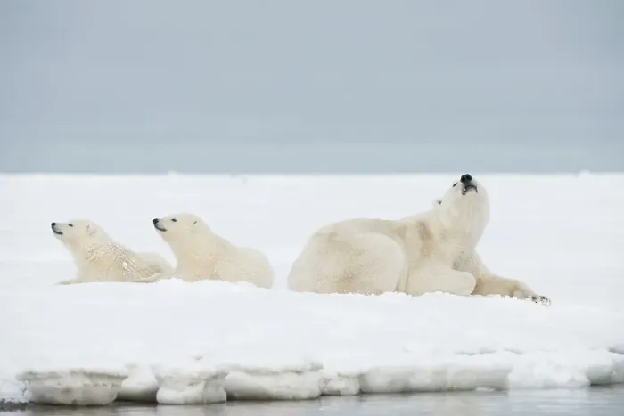 Framed Print : Polar bear (Ursus maritimus), sow with a pair of cubs rest along a barrier island during fall freeze up Framed Print : Polar bear (Ursus maritimus), sow with a pair of cubs rest along a barrier island during fall freeze up
