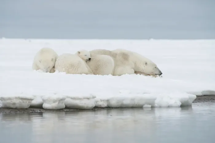 Framed Print : Polar bear (Ursus maritimus), sow with a pair of cubs rest along a barrier island during fall freeze up Framed Print : Polar bear (Ursus maritimus), sow with a pair of cubs rest along a barrier island during fall freeze up