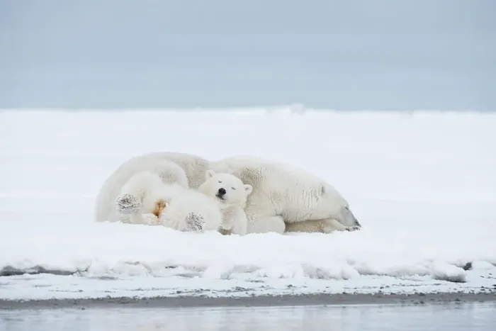 Framed Print : Polar bear (Ursus maritimus), sow with a pair of cubs rest along a barrier island during fall freeze up Framed Print : Polar bear (Ursus maritimus), sow with a pair of cubs rest along a barrier island during fall freeze up