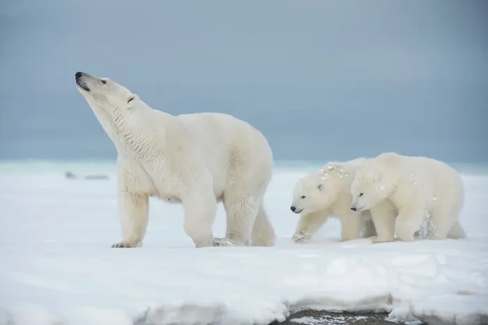 Framed Print : Polar bear (Ursus maritimus), sow with a pair of cubs walk along a barrier island during fall freeze up Framed Print : Polar bear (Ursus maritimus), sow with a pair of cubs walk along a barrier island during fall freeze up