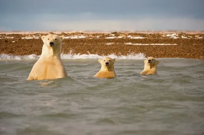 Framed Print : polar bear, Ursus maritimus, sow with pair of spring cubs in waters off Bernard Spit Framed Print : polar bear, Ursus maritimus, sow with pair of spring cubs in waters off Bernard Spit