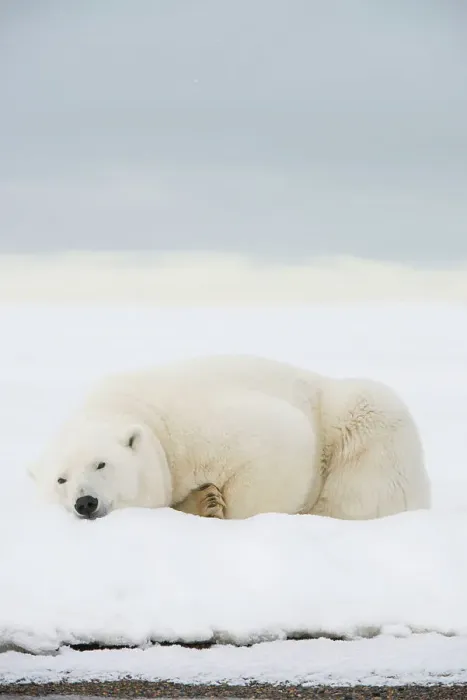 Framed Print : Polar bear (Ursus maritimus), sow rests along a barrier island during fall freeze up Framed Print : Polar bear (Ursus maritimus), sow rests along a barrier island during fall freeze up