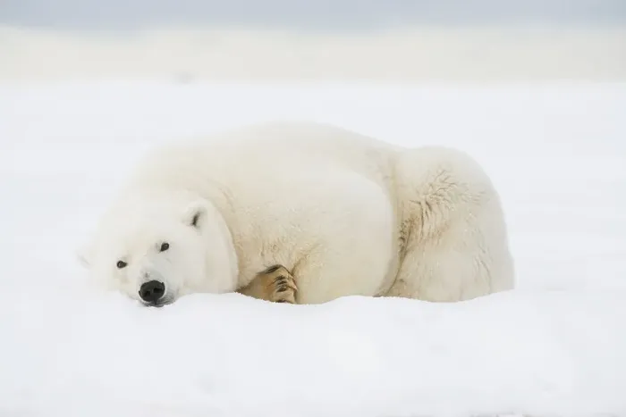 Framed Print : Polar bear (Ursus maritimus), sow rests along a barrier island during fall freeze up Framed Print : Polar bear (Ursus maritimus), sow rests along a barrier island during fall freeze up