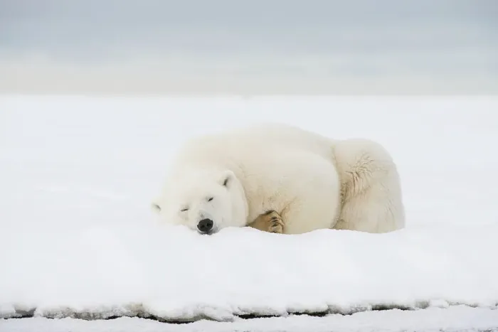 Framed Print : Polar bear (Ursus maritimus), sow rests along a barrier island during fall freeze up Framed Print : Polar bear (Ursus maritimus), sow rests along a barrier island during fall freeze up