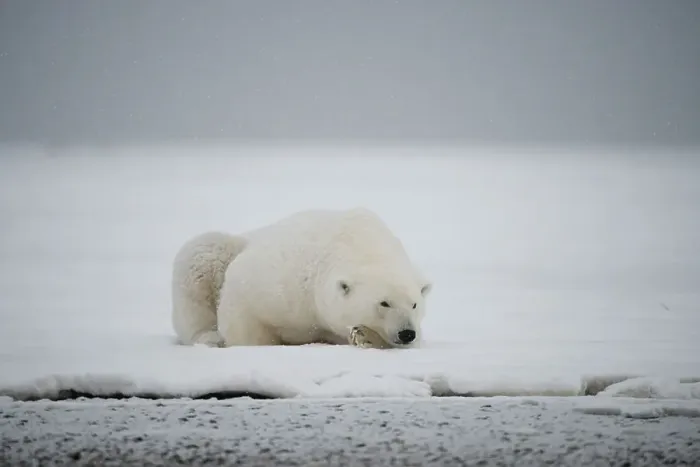 Framed Print : Polar bear (Ursus maritimus), sow rests along a barrier island during fall freeze up Framed Print : Polar bear (Ursus maritimus), sow rests along a barrier island during fall freeze up
