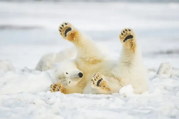 Framed Print : Polar bear (Ursus maritimus) sow rolling around on newly formed pack ice