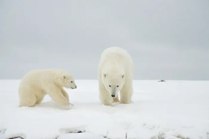 Framed Print : Polar bear (Ursus maritimus), sow with spring cub along a barrier island during fall freeze up Framed Print : Polar bear (Ursus maritimus), sow with spring cub along a barrier island during fall freeze up